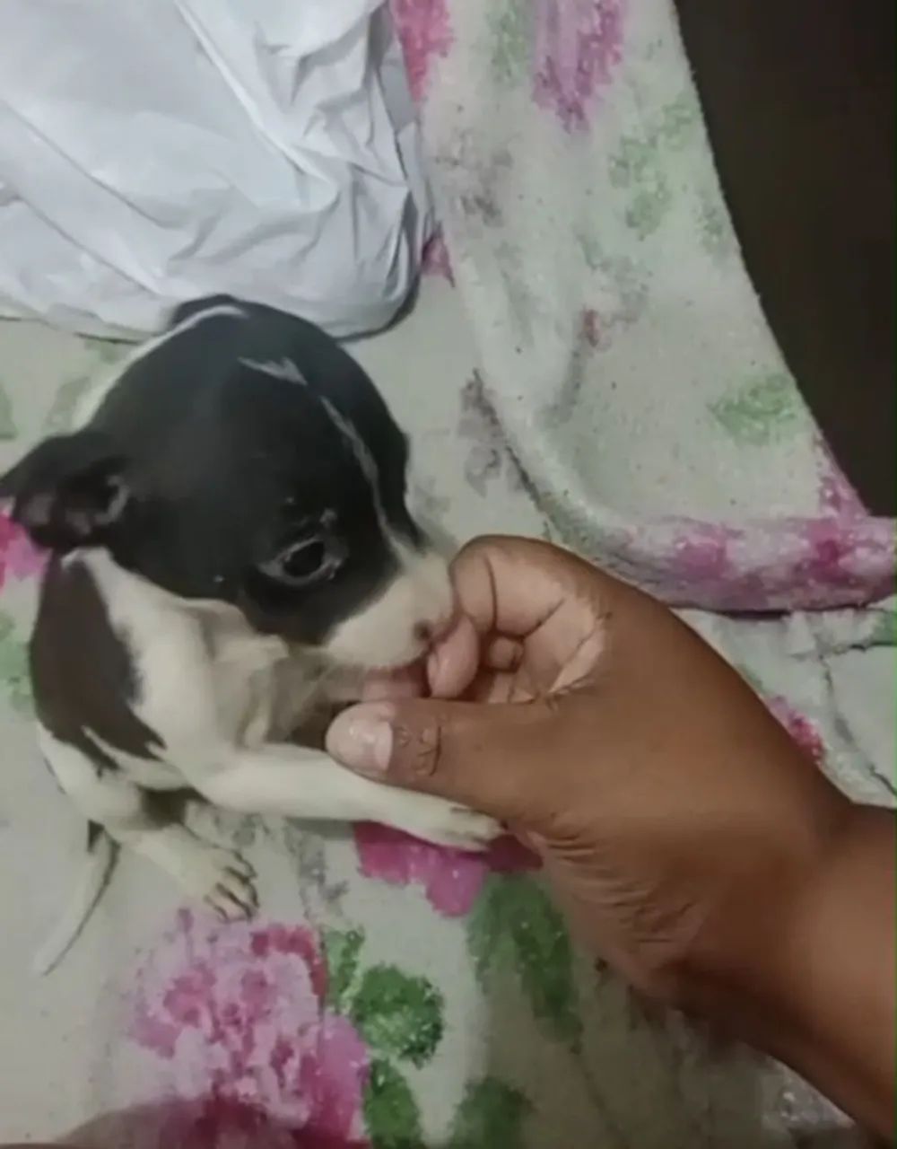 Pinscher fêmea 