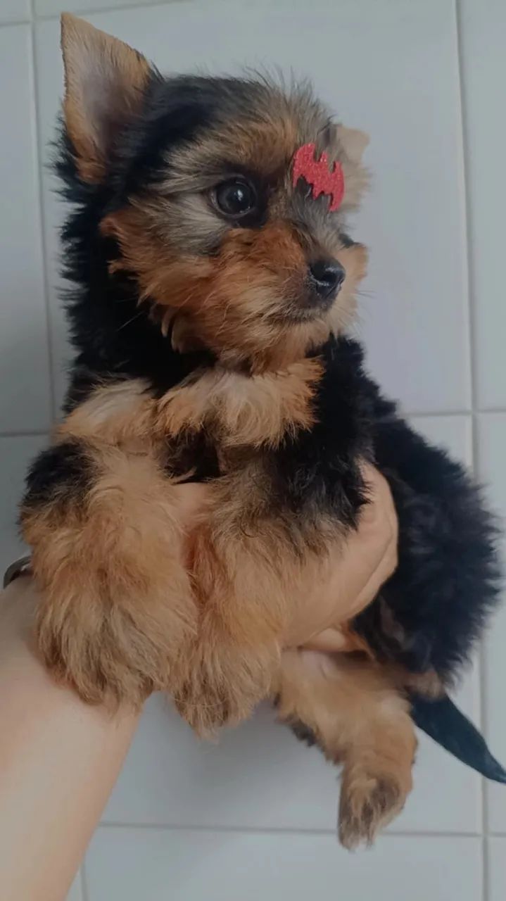 Cachorro  - Foto 2
