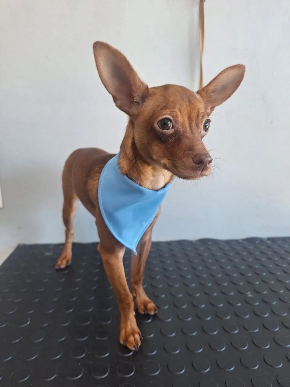Vendo pinscher 11 meses 
