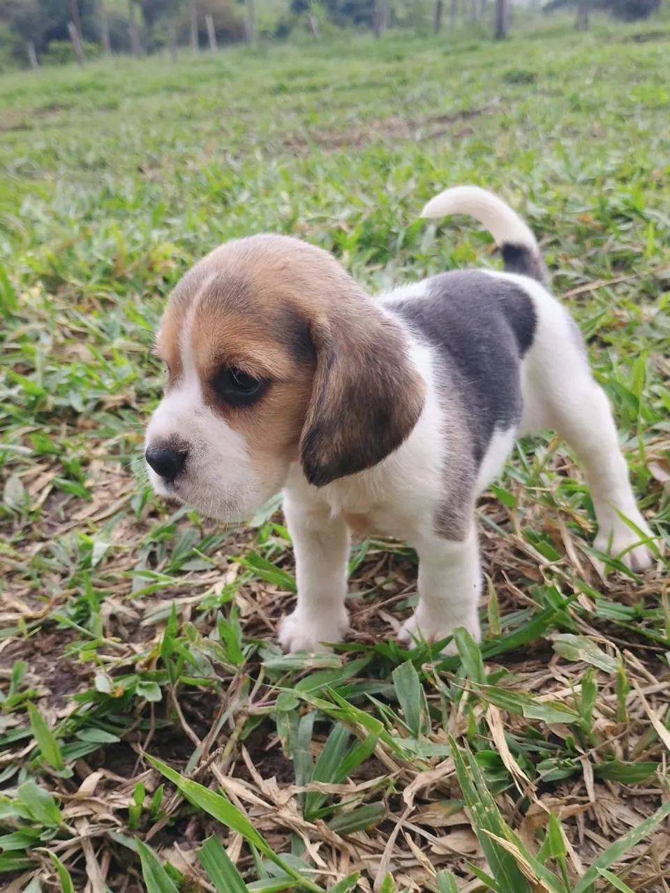 Filhotes Beagle Disponíveis