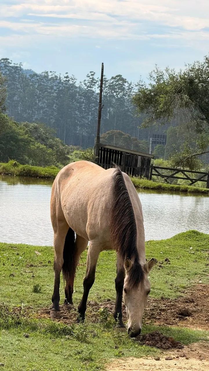 Potra 4 anos QM - Foto 3