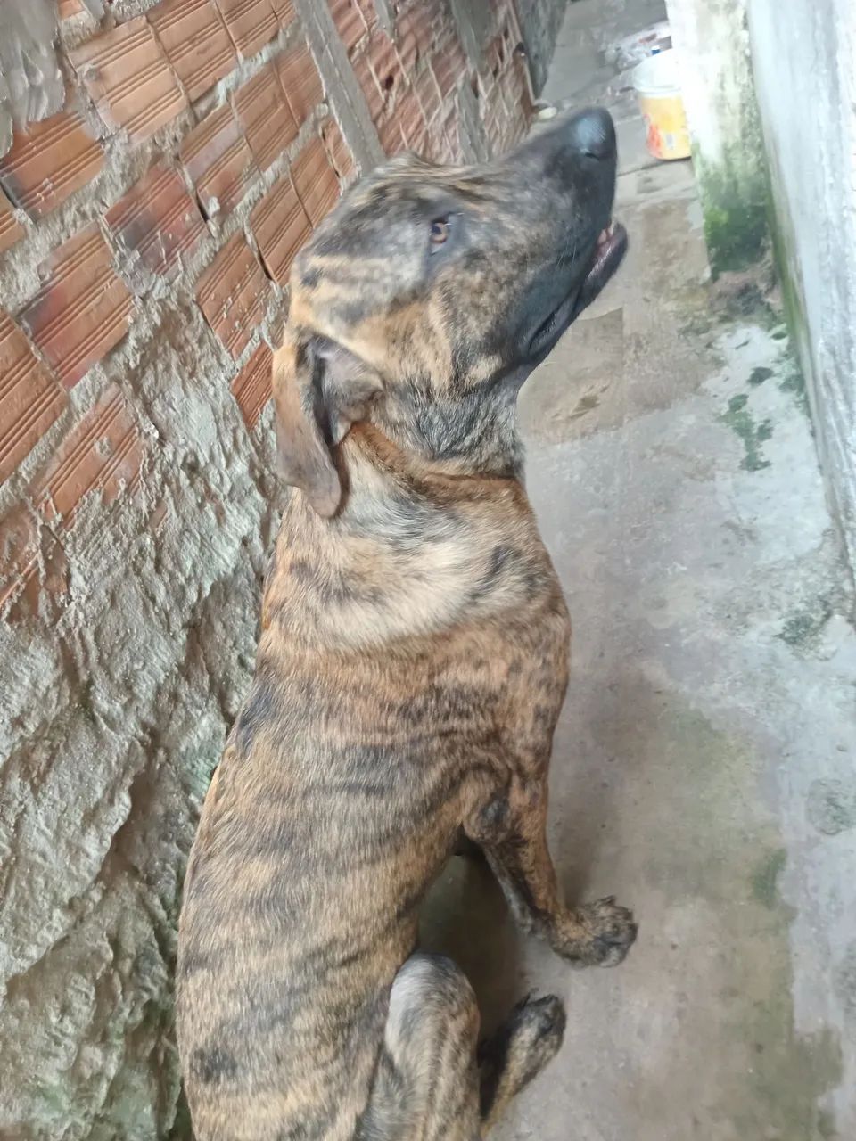 Decoracao - Foto 2