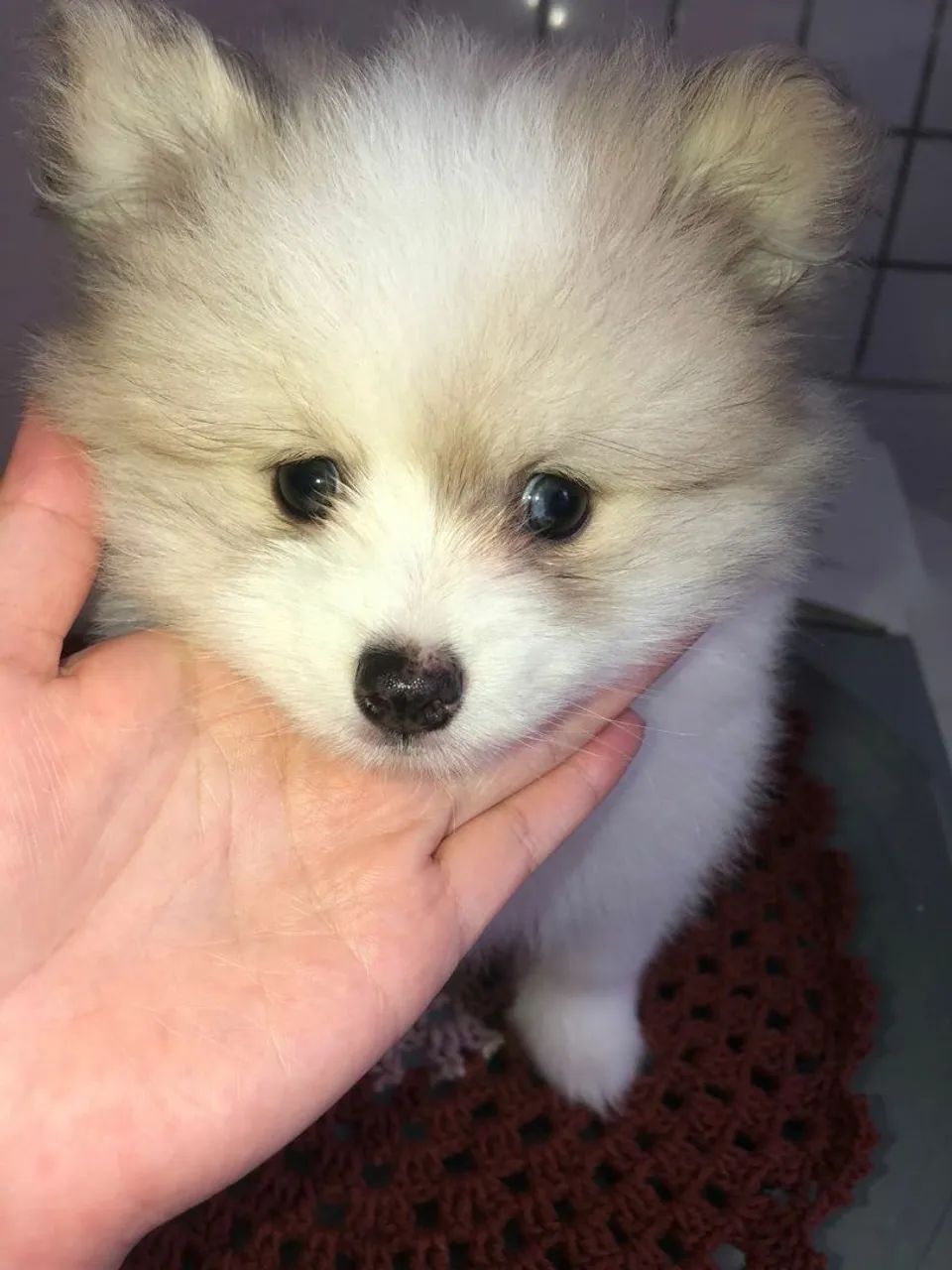 Pomsky - Foto 3
