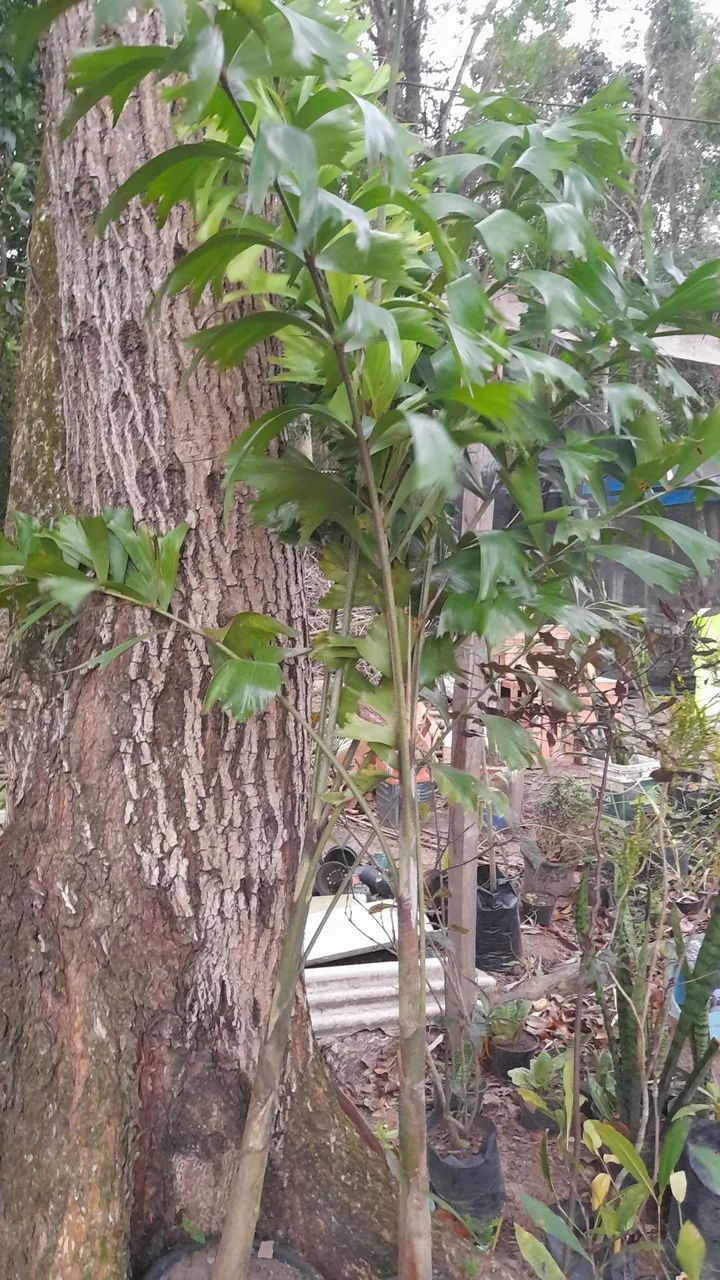Palmeira Rabo de Raposa - Foto 2