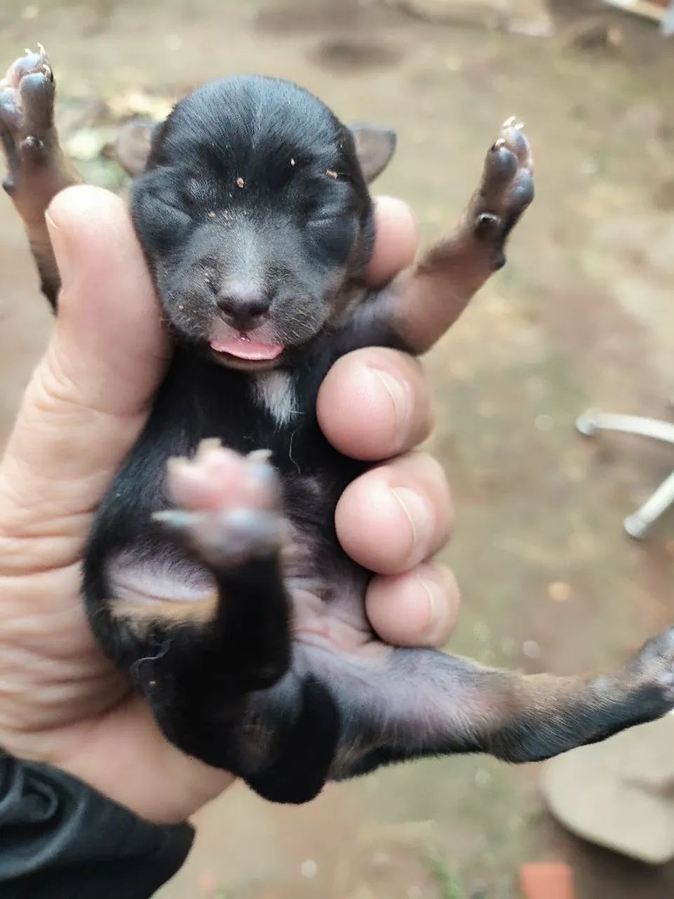 Filhotes de pinscher  - Foto 2