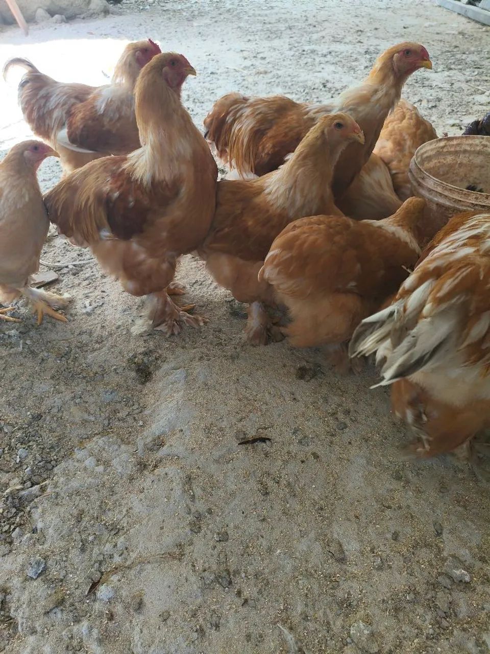 Brahma Lemon 