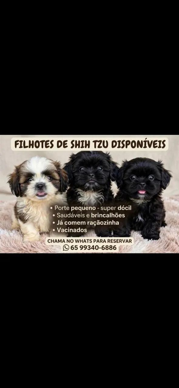 Filhotes de Shitzu 