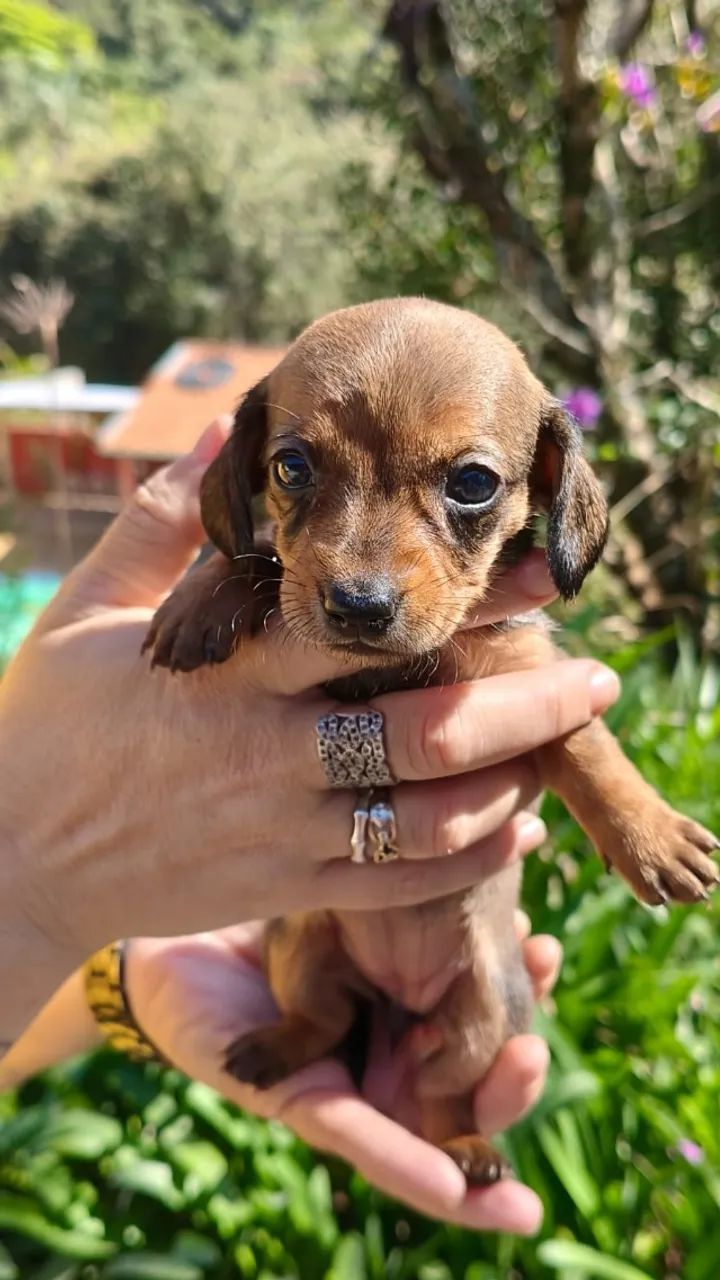 Dachshund Pelo curto - Foto 2