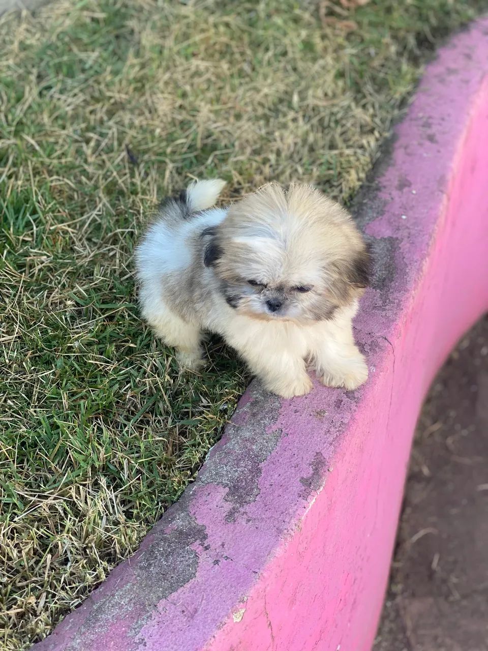 Pet - Foto 4