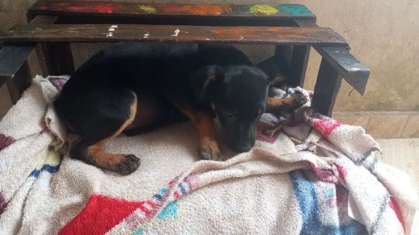 Cachorro perdido - Foto 3
