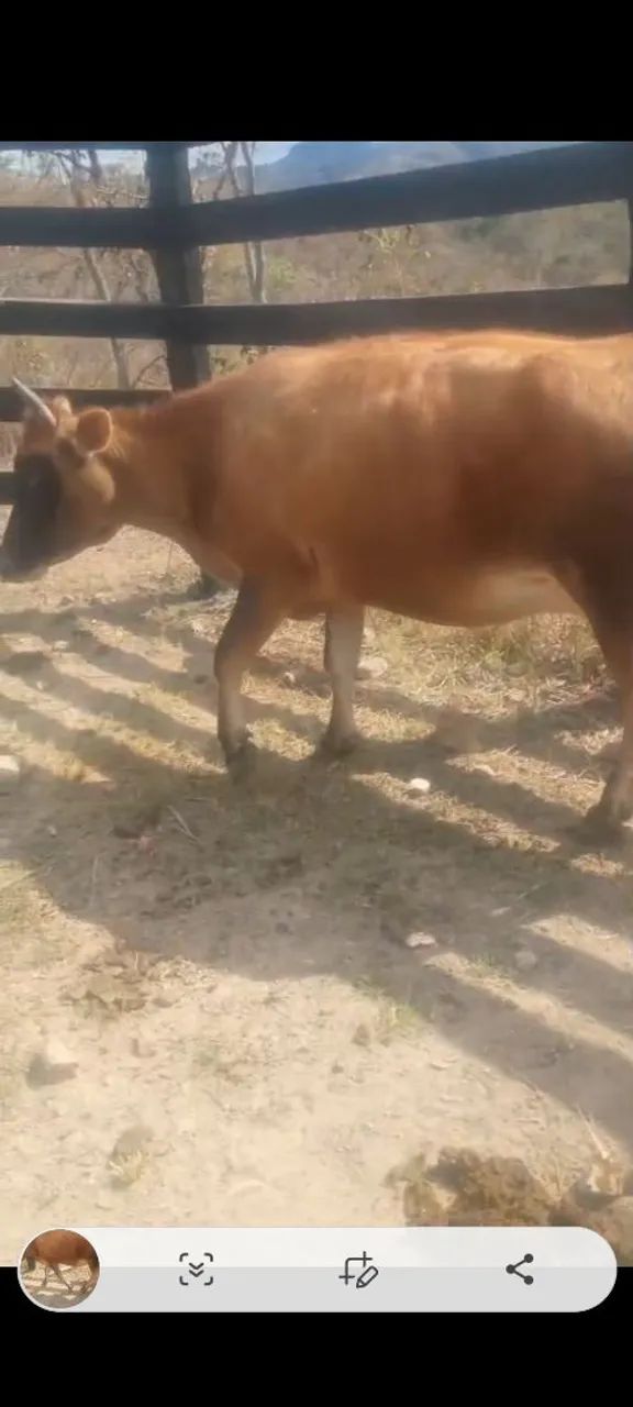 Vaca jersey  - Foto 3