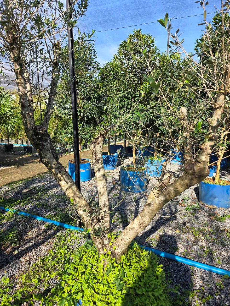 Vendo oliveiras.... - Foto 2