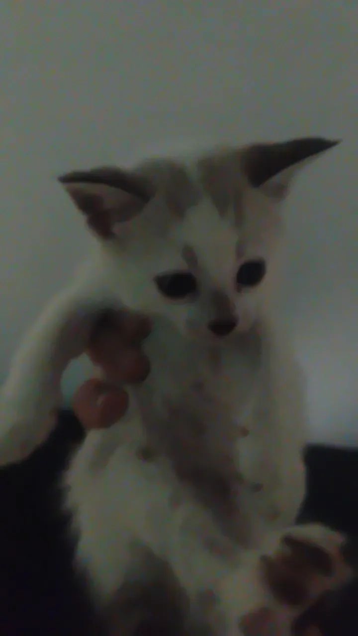 Gatinhos super fofos e alegres.