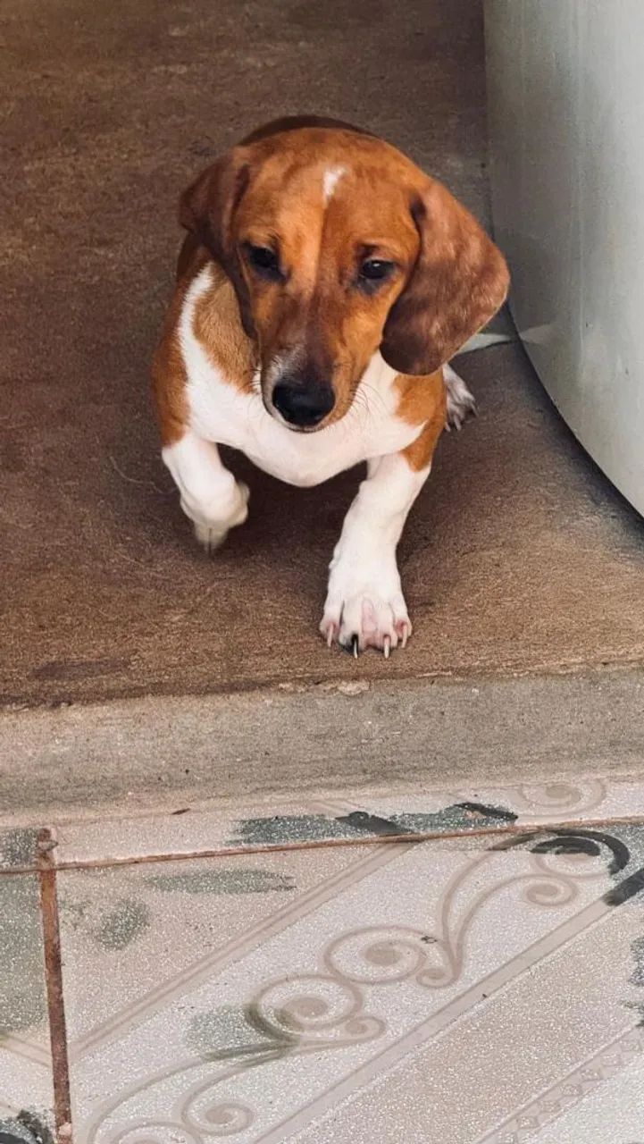 Cofape femea 5 meses  - Foto 5