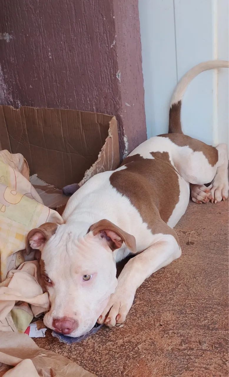 Pitbull um macho e uma fêmea com 5 meses  - Foto 3