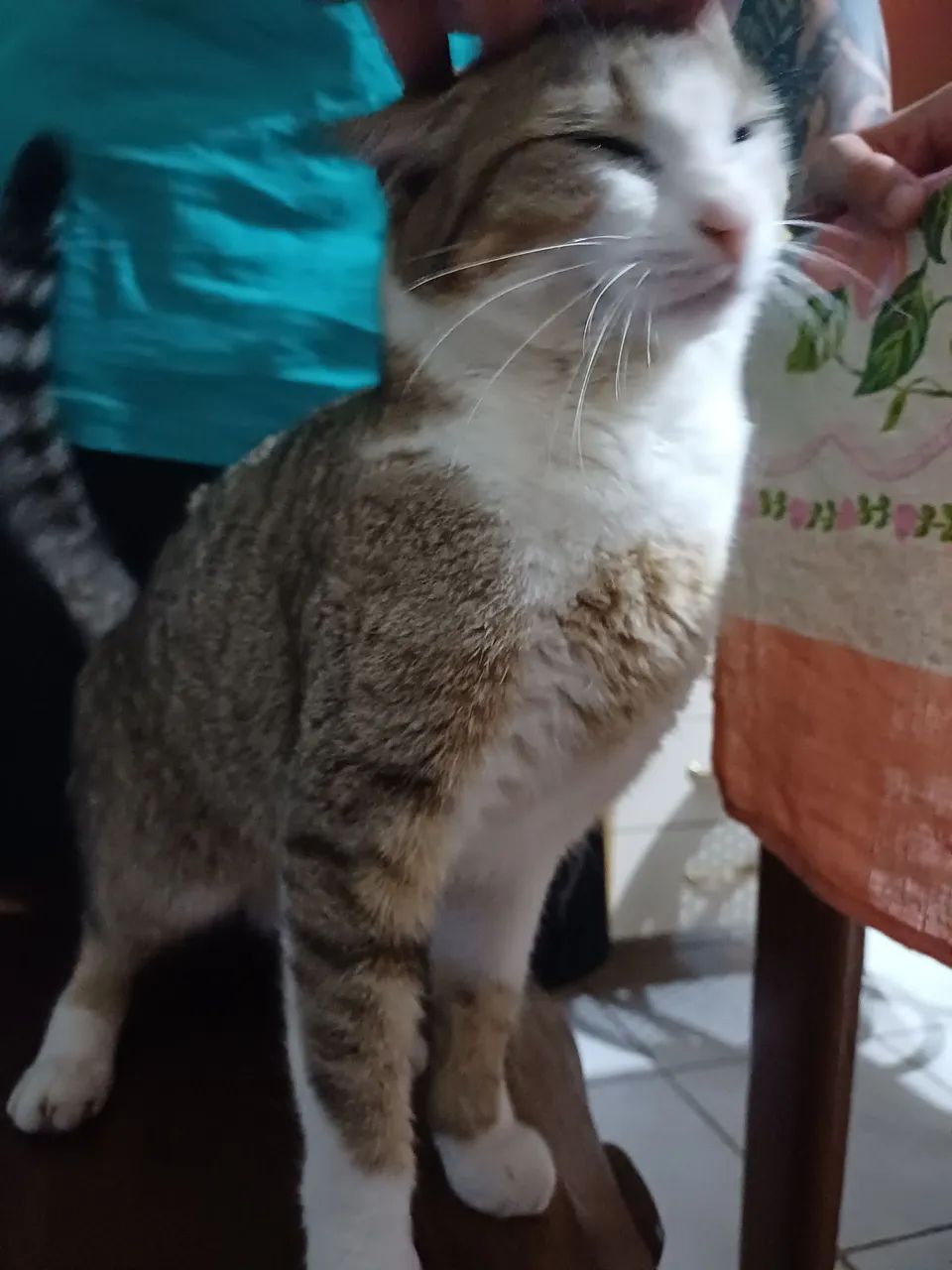 Doação gata  - Foto 4