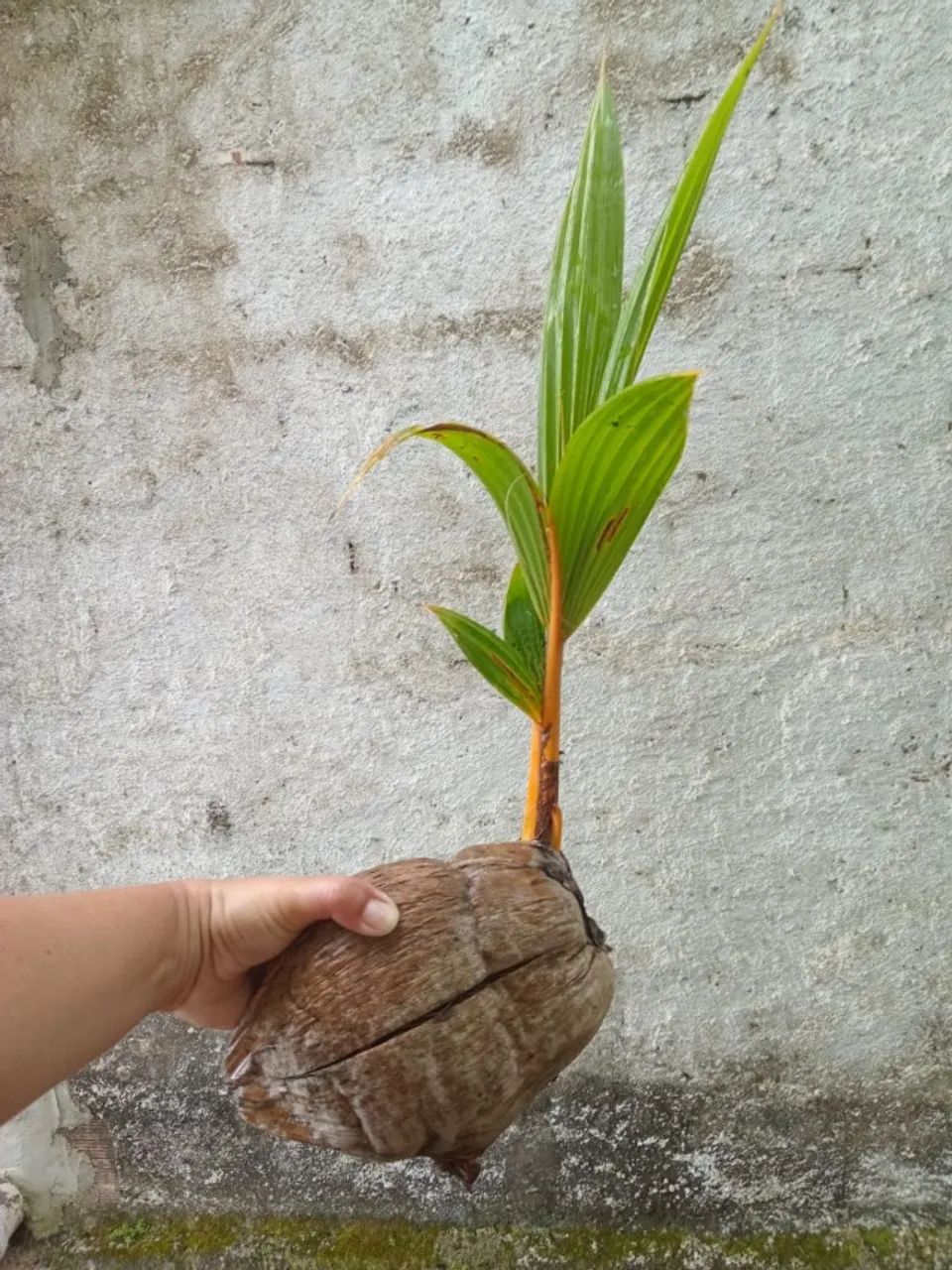 Muda de coqueiro (coco amarelo) - Foto 4