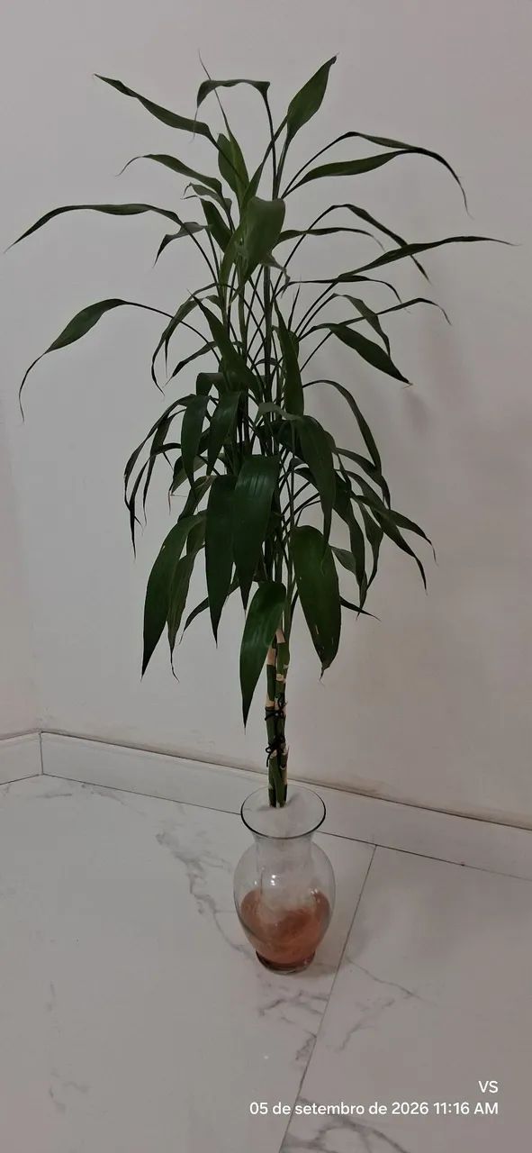 PLANTAS - Foto 3