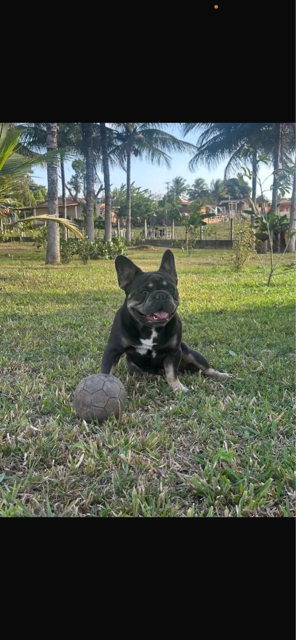 Cobertura de buldogue francês  - Foto 2