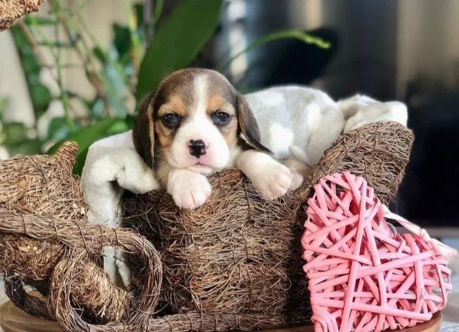 Beagle Amor que se molda ao cotidiano