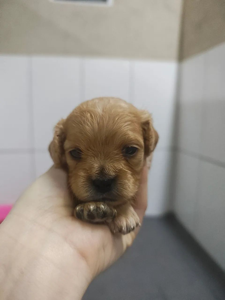 Lindos filhotes de Cavapoo machos na cor Fulvo  - Foto 5