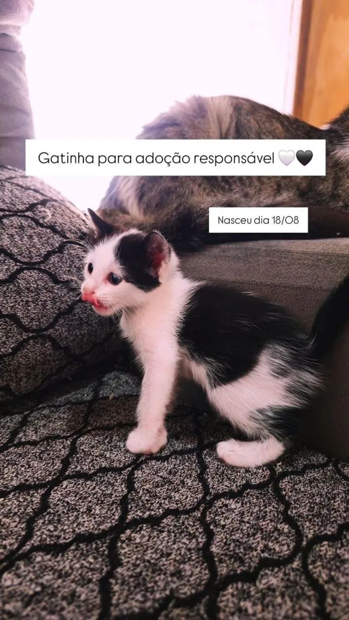 Adoção 