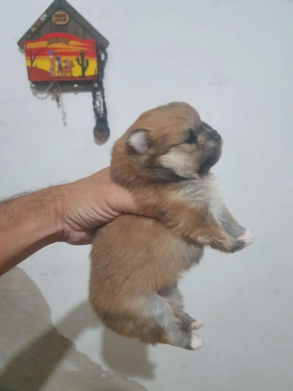 Spitz alemão  - Foto 5