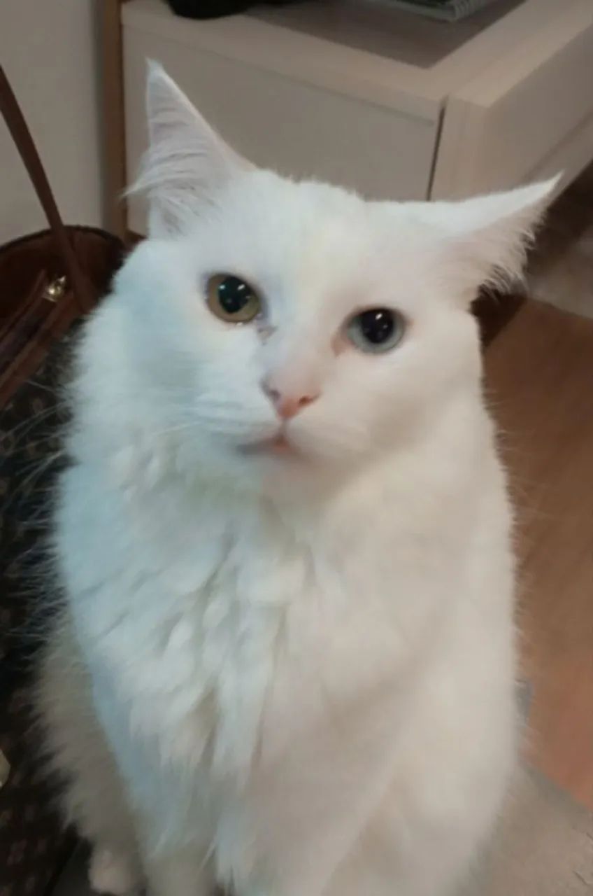 Gatinho para doação  - Foto 4