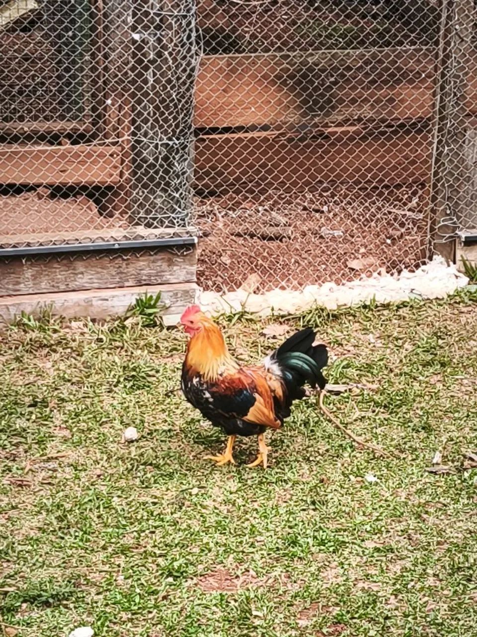 Vendo 1 galinha, 1 galo e 10 pintinhos  - Foto 2