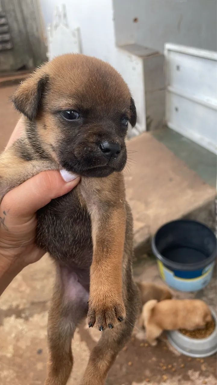 Doação filhotes de Chow chow  - Foto 4