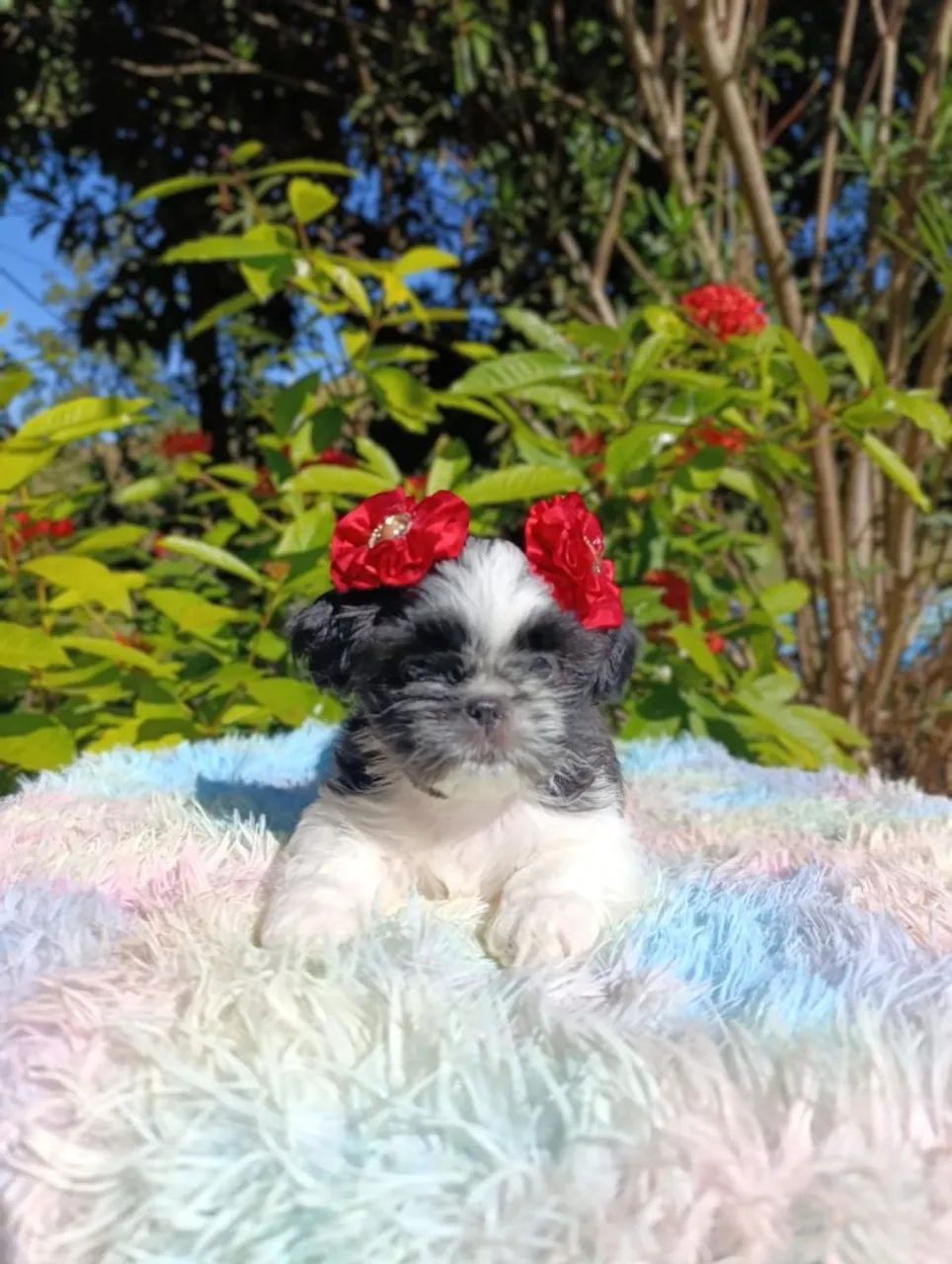 Shihtzu  - Foto 4