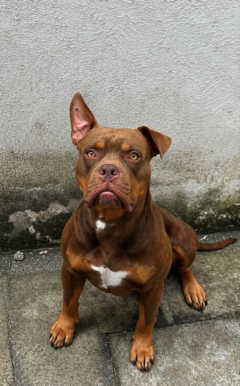 American Bully Cobertura - Macho Disponível  - Foto 3