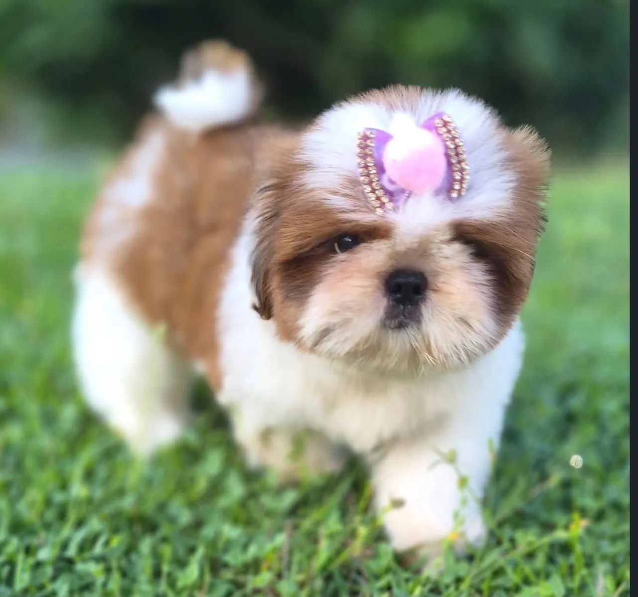 Shitzu mini fêmea 
