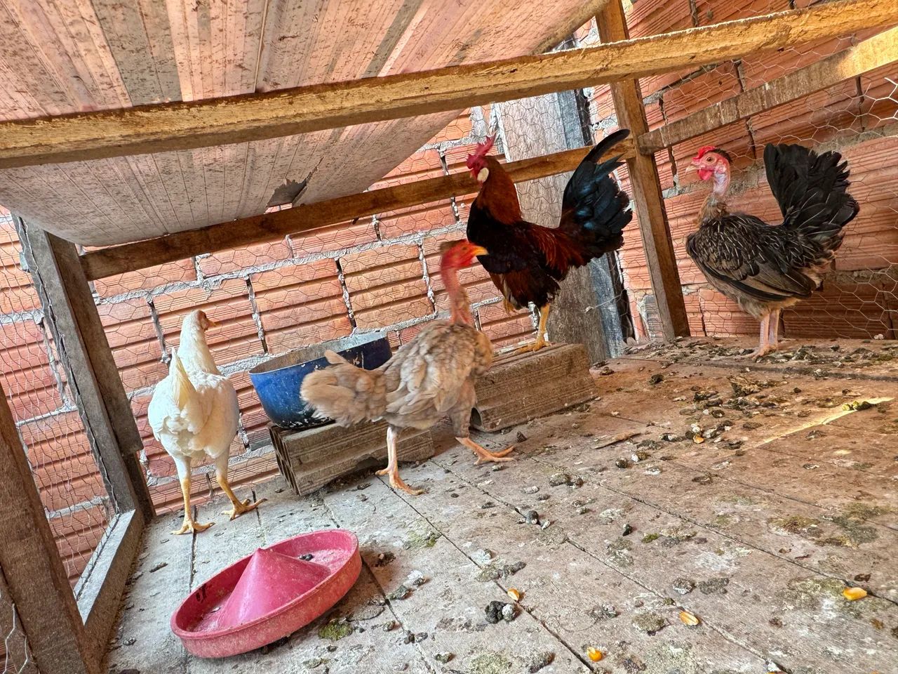 Galinhas garnisés 