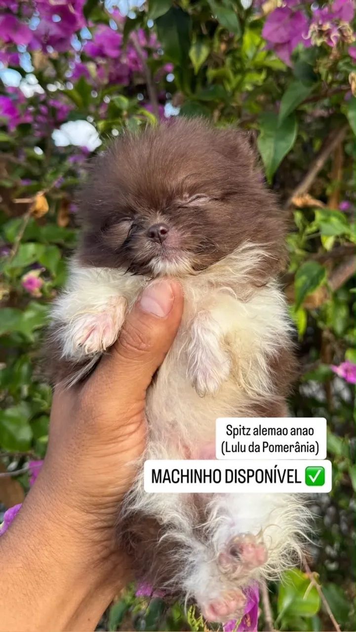 Spitz alemão  - Foto 2