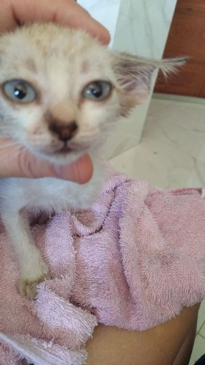 Doação de gato!!! - Foto 4