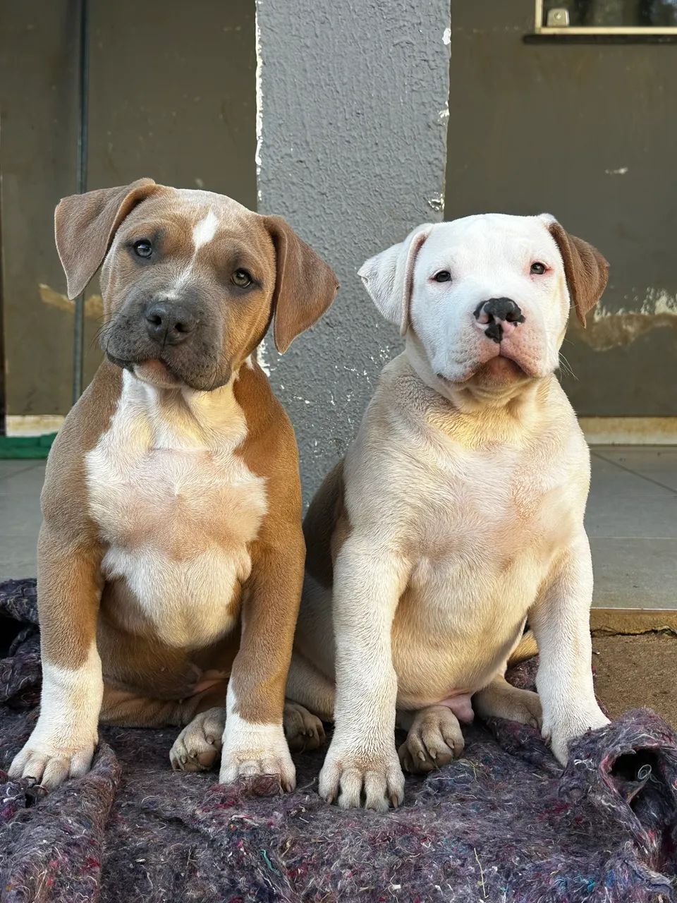 Pit monster com pedigree 