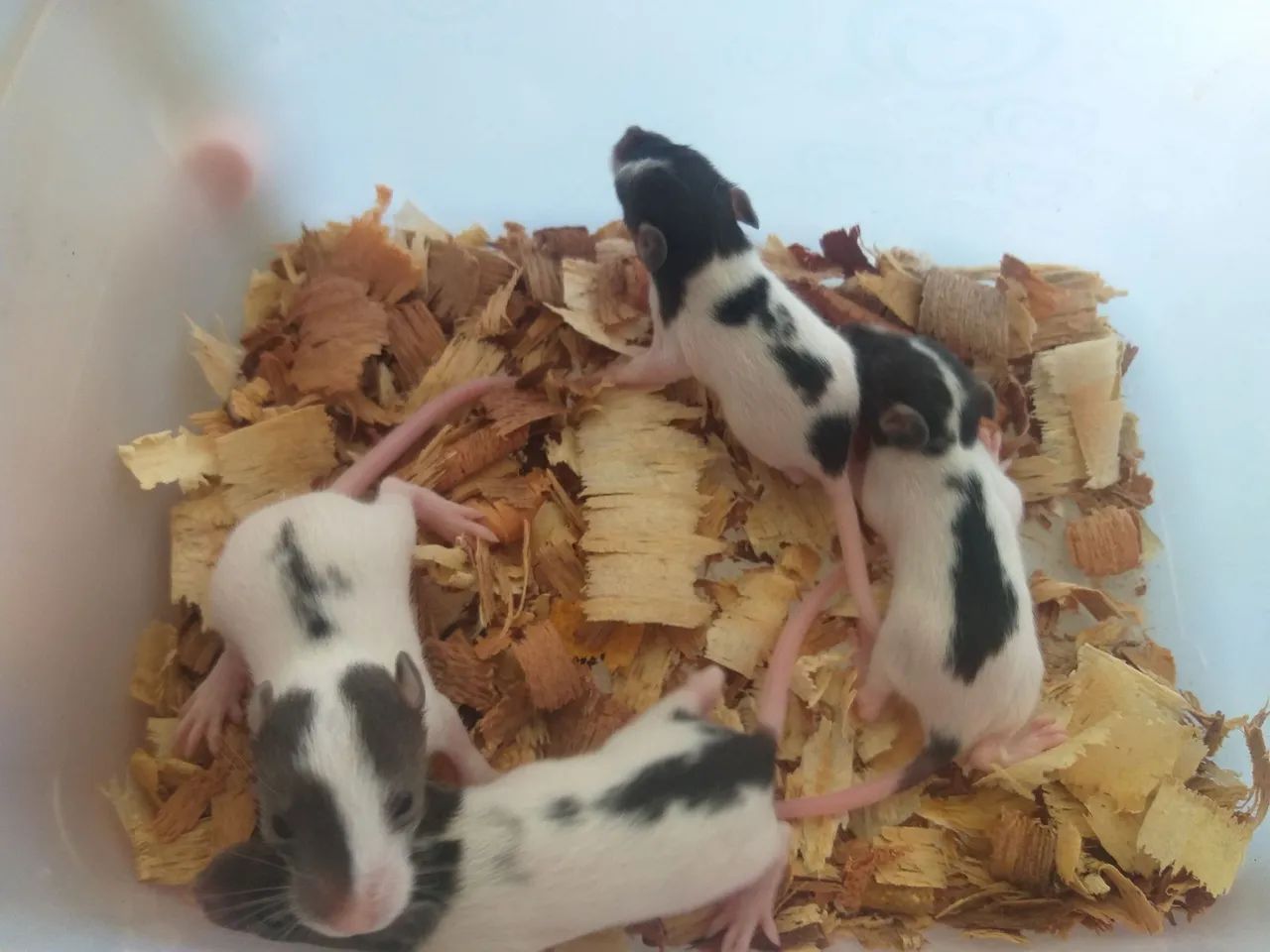 Rato twister - Foto 4