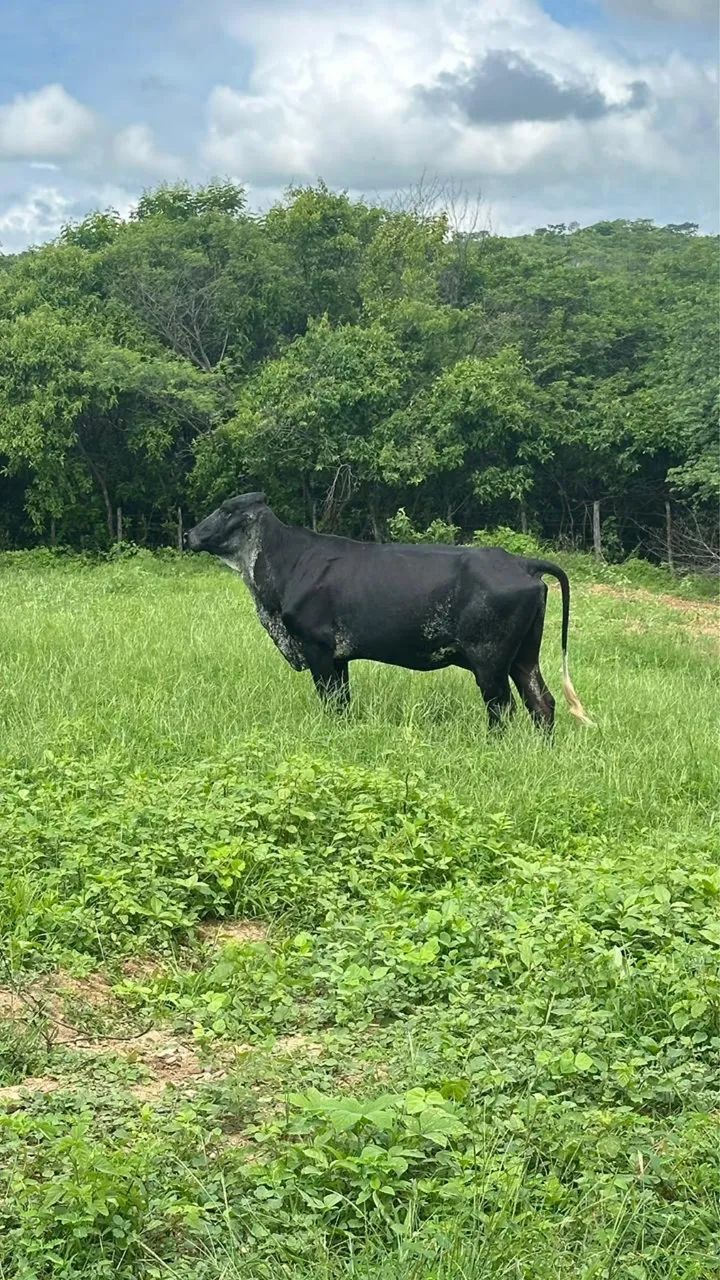 Vacas prenha - Foto 3