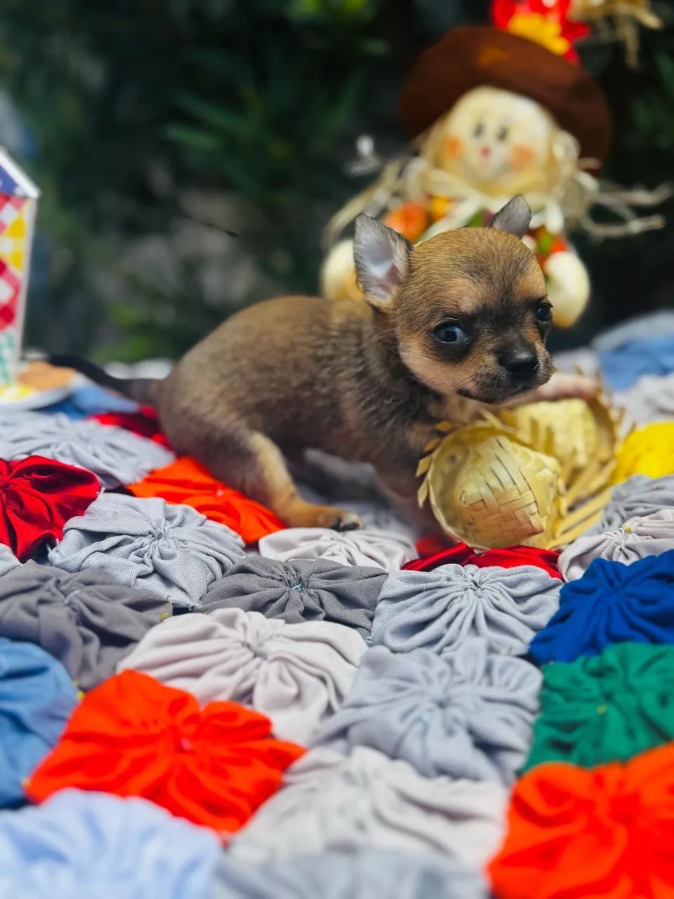 Animais - Foto 2