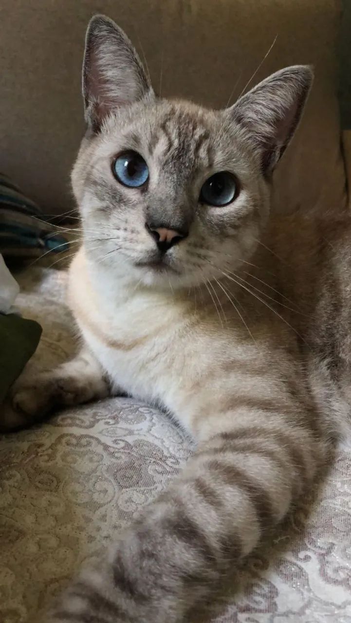 Doa-se gato 