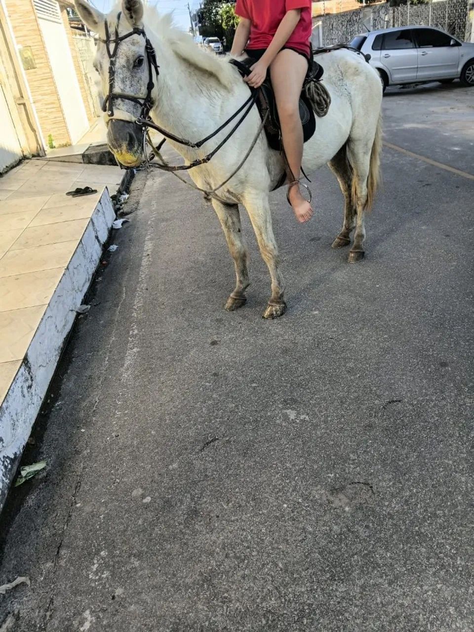 VENDO CAVALO - Foto 2