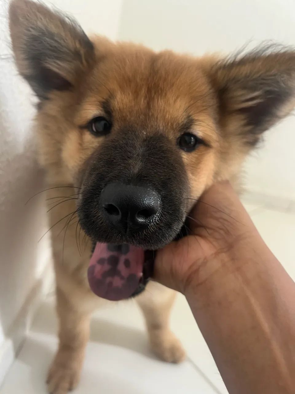 Chow Chow
