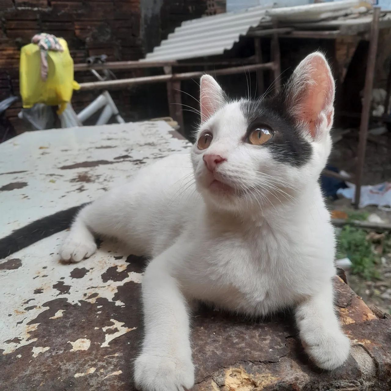 Adoção  - Foto 2
