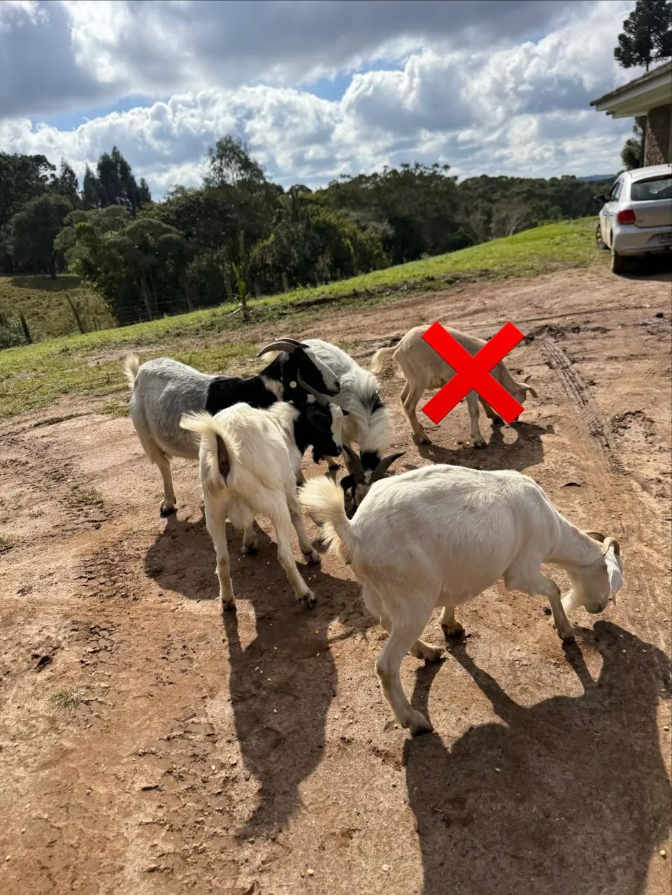 Cabras de leite e Bodes cabra e Bode - Foto 3