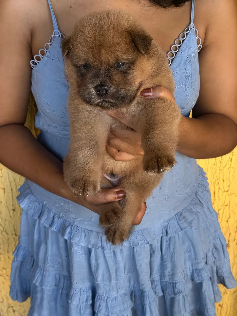 Filhote de Chow Chow - Foto 5