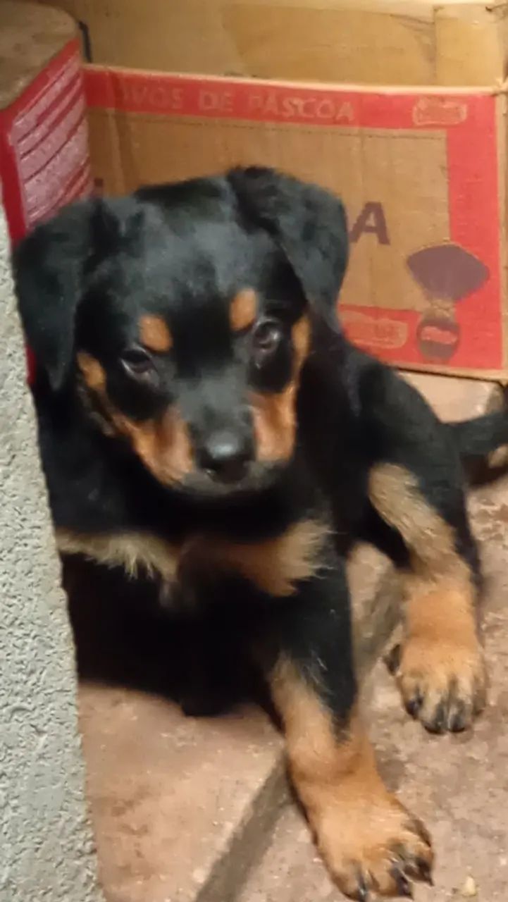 Animai - Foto 4
