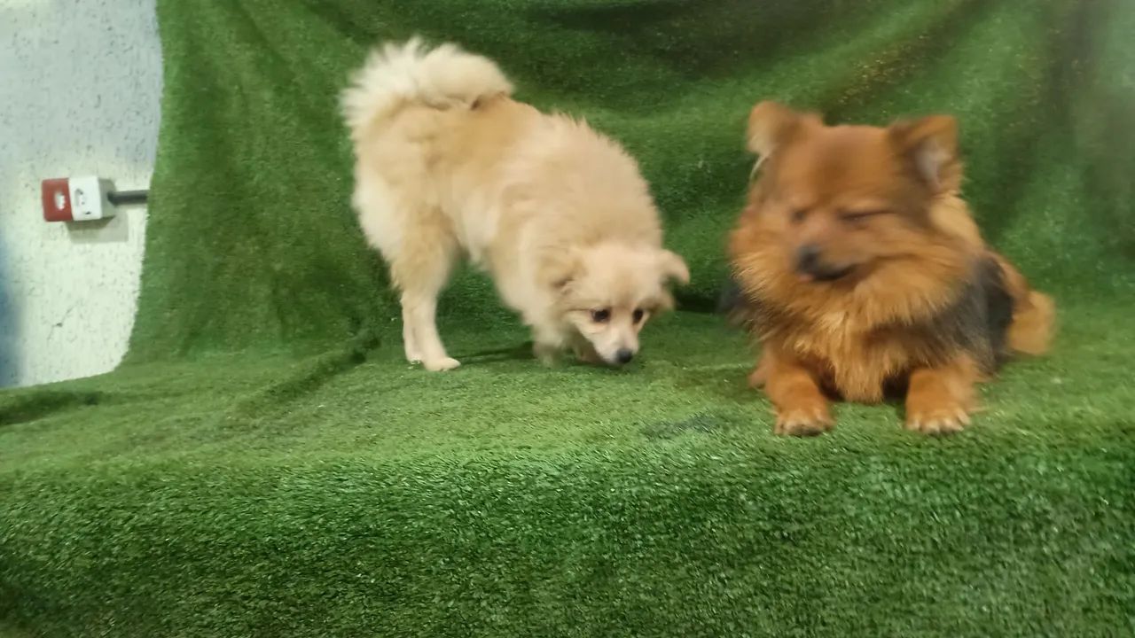 Spitz alemão. - Foto 4