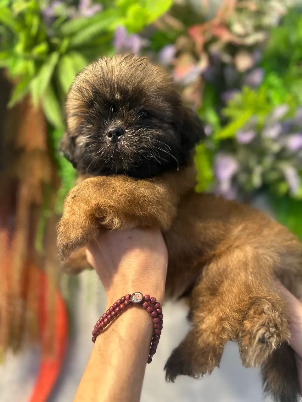 Perfeito e lindo Shitzu macho  - Foto 5