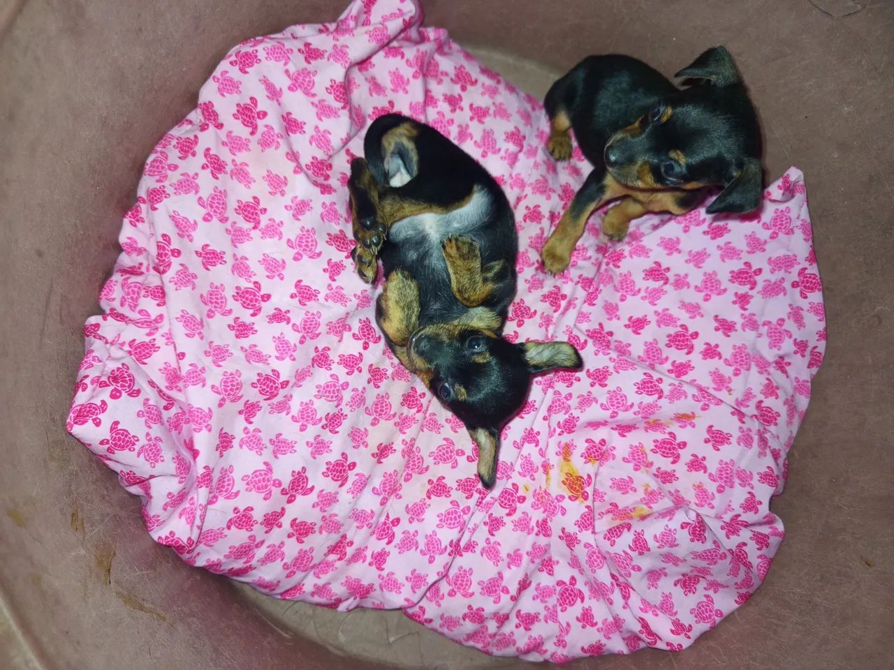 Pinscher  - Foto 3